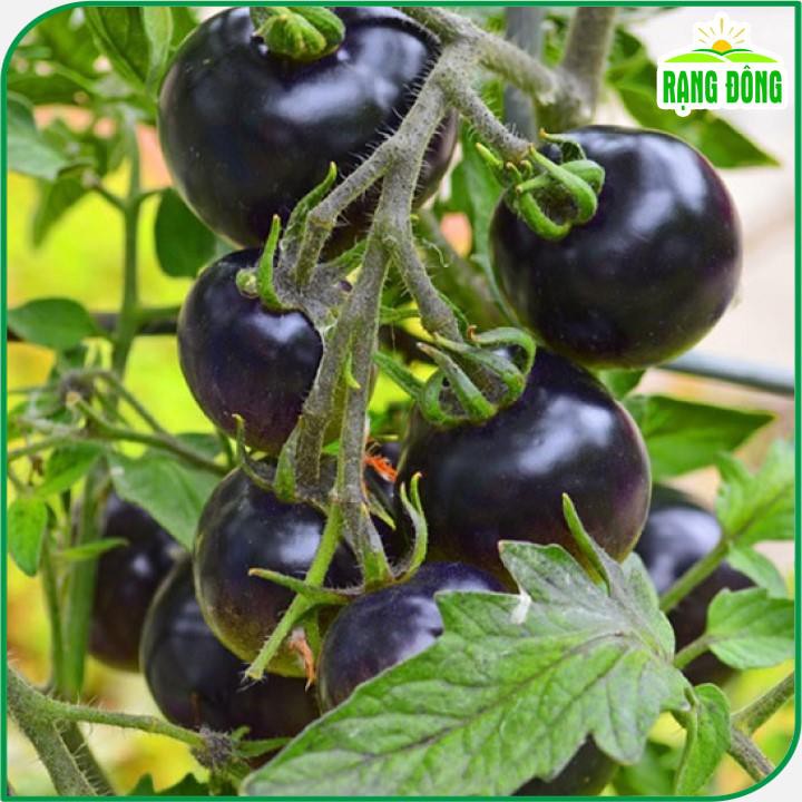 0.1g Hạt giống cà chua cherry đen siêu quả