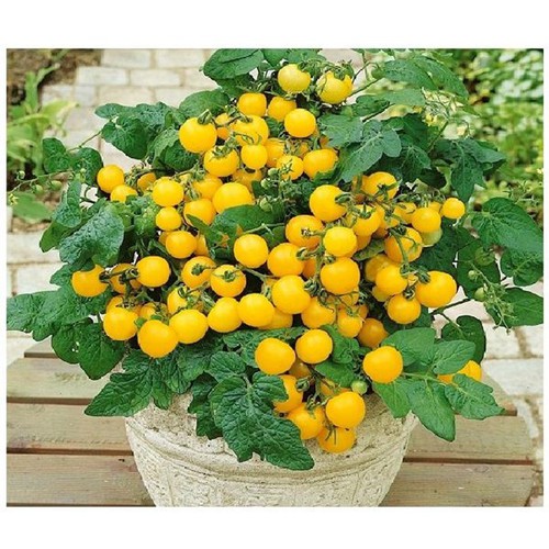 [HCM]HẠT GIỐNG CÀ CHUA BI VÀNG