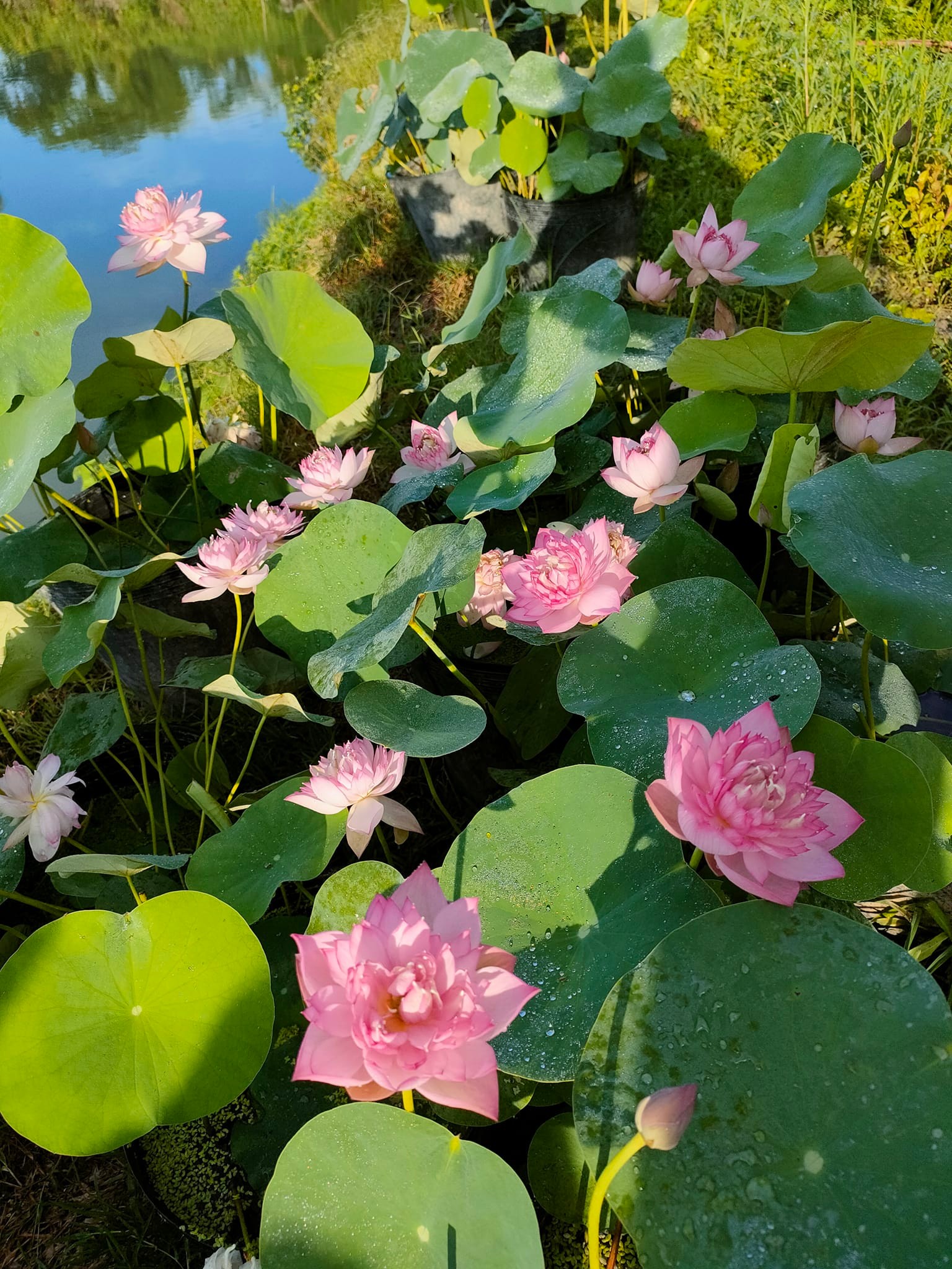 Củ Sen Giống Lucky Pink 1
