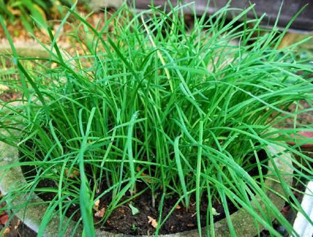 Hạt giống Rau Hẹ Ta