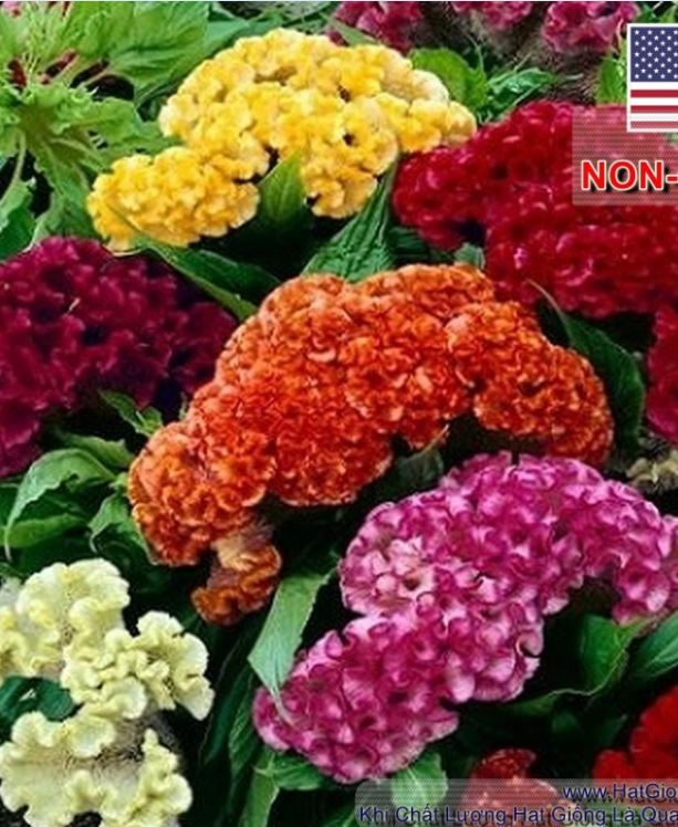 Hạt giống hoa mào gà búa mix - 100 hạt.gói