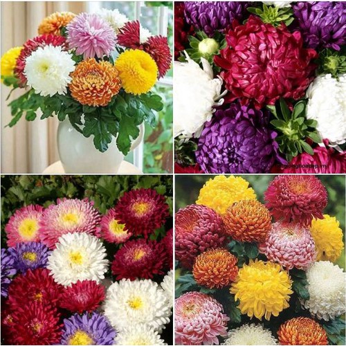 Hạt giống hoa cúc đại đóa mix màu
