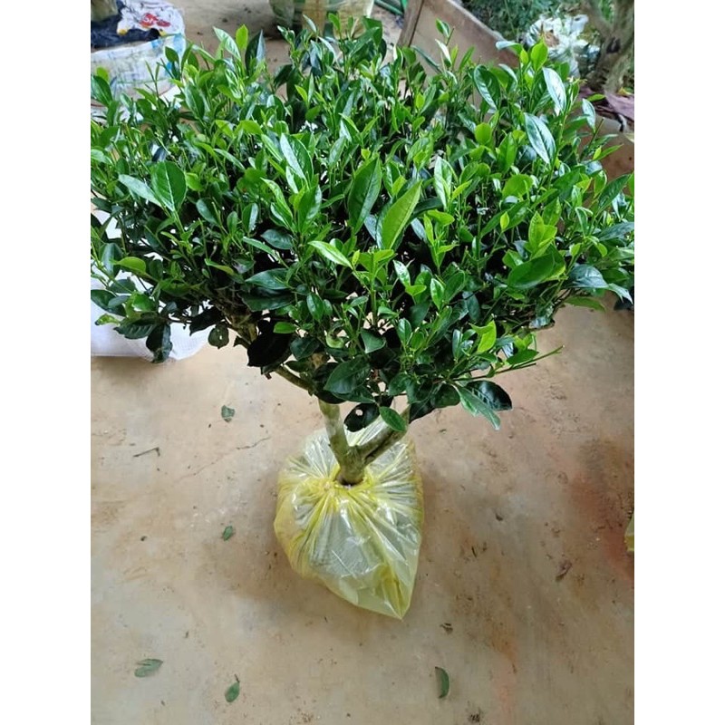 Cây chè xanh Thái Nguyên