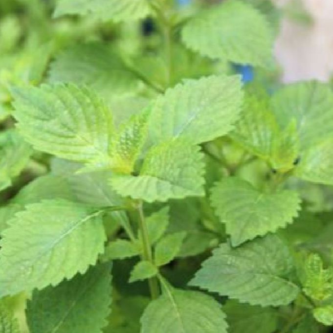 Hạt giống rau kinh giới -gói 2 gram