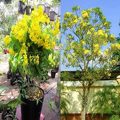 cây giống HOA CHUÔNG VÀNG