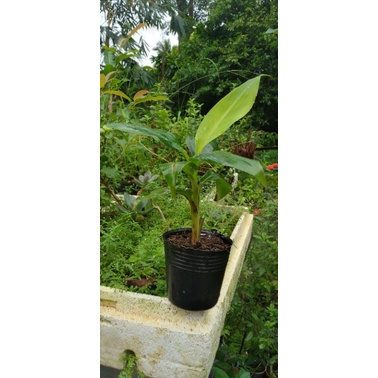 Cây giống chuối già Laba(thuần xứ nóng)