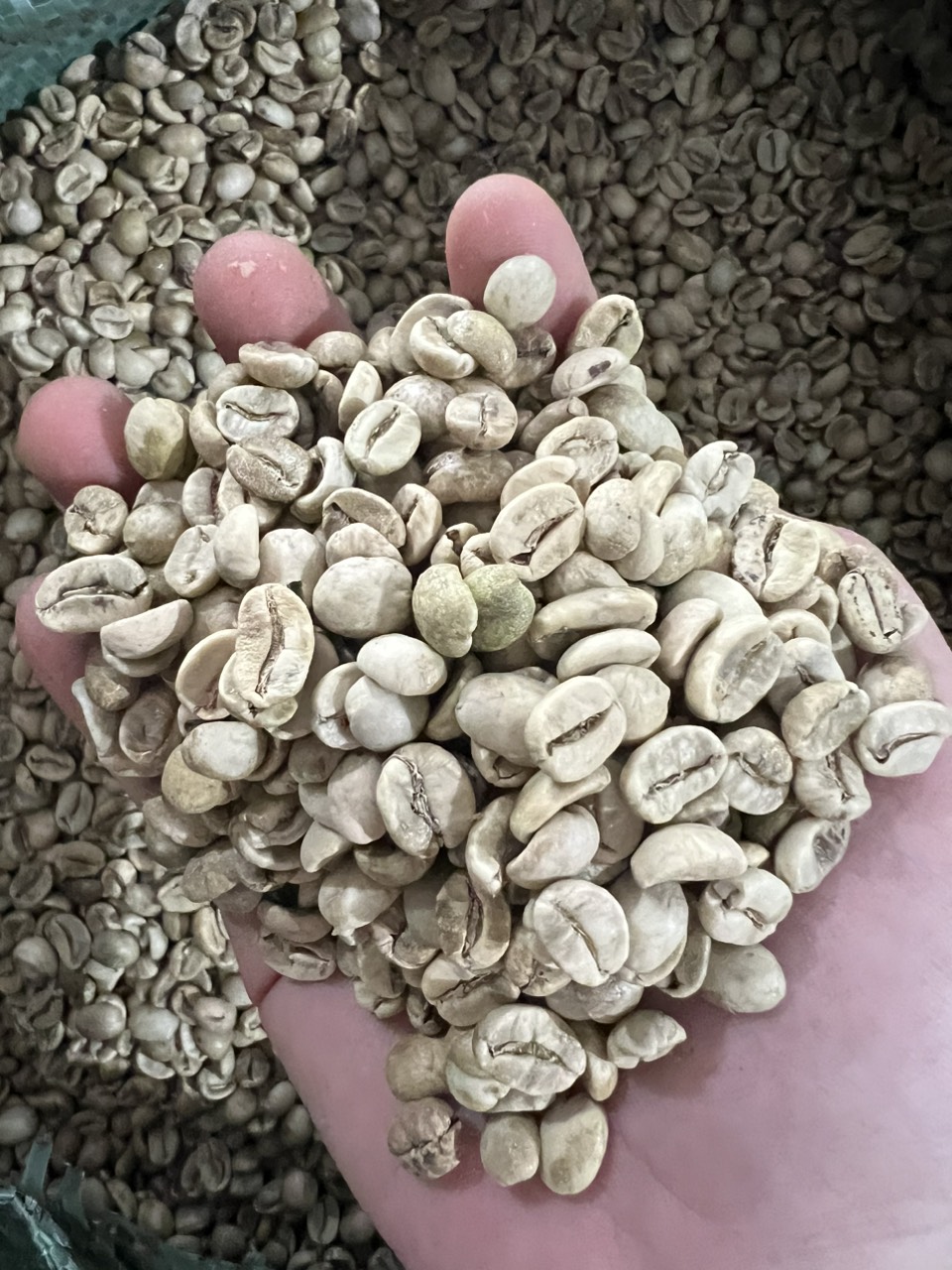 ZeMor Coffee - Cafe hạt rang Arabica Cầu Đất_1kg