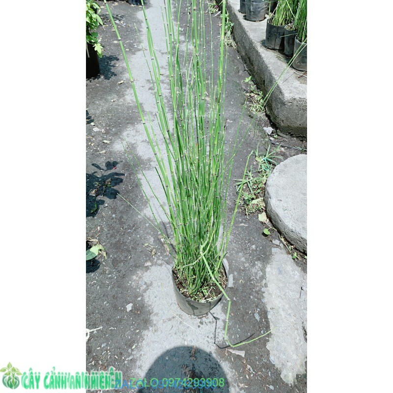 Cây Thuyền Trúc