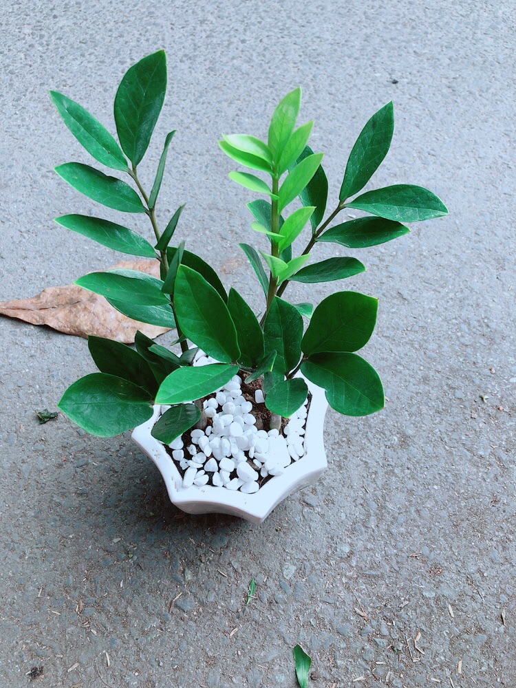 [HCM]Chậu Cây Kim Tiền Thái