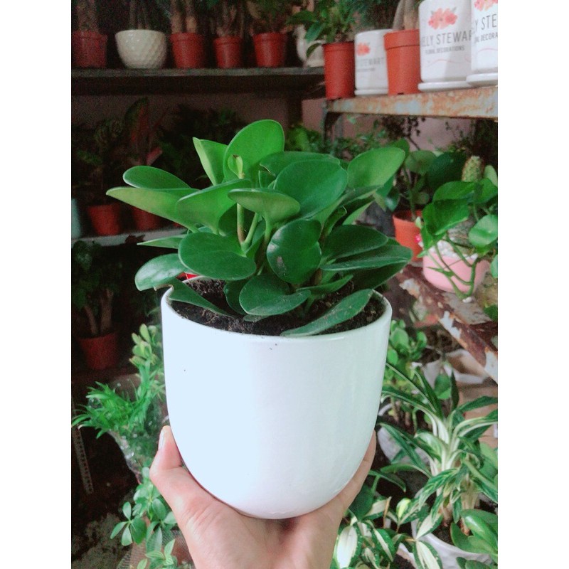 [HCM]Chậu Cây Trường Sinh
