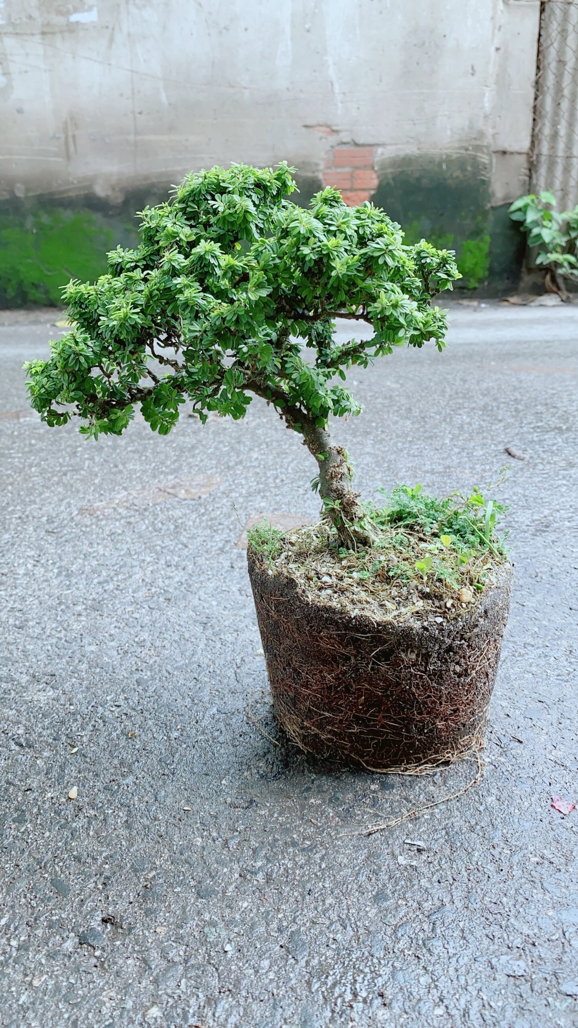 Cây Linh Sam Hạt Gạo Bonsai