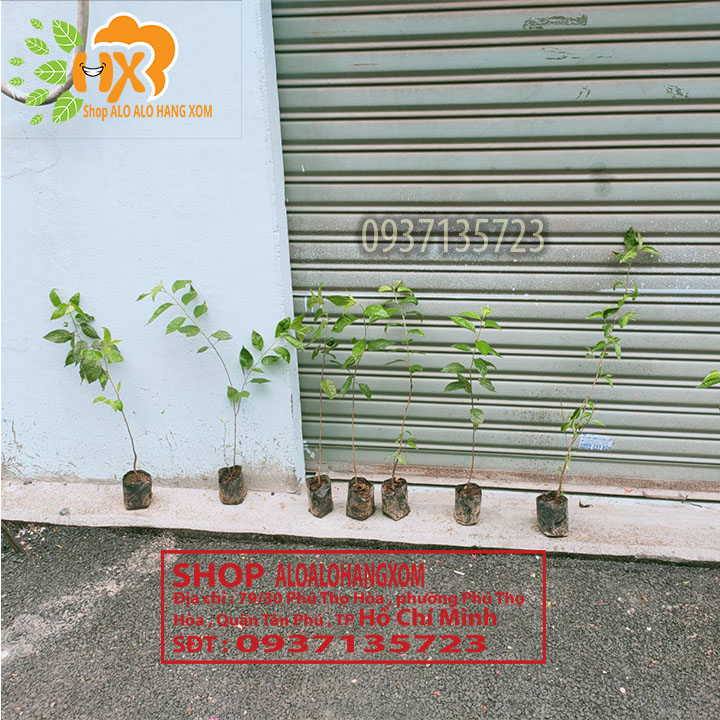 [HCM]combo 5 cây mai anh đào cây con [ cây giống ] .