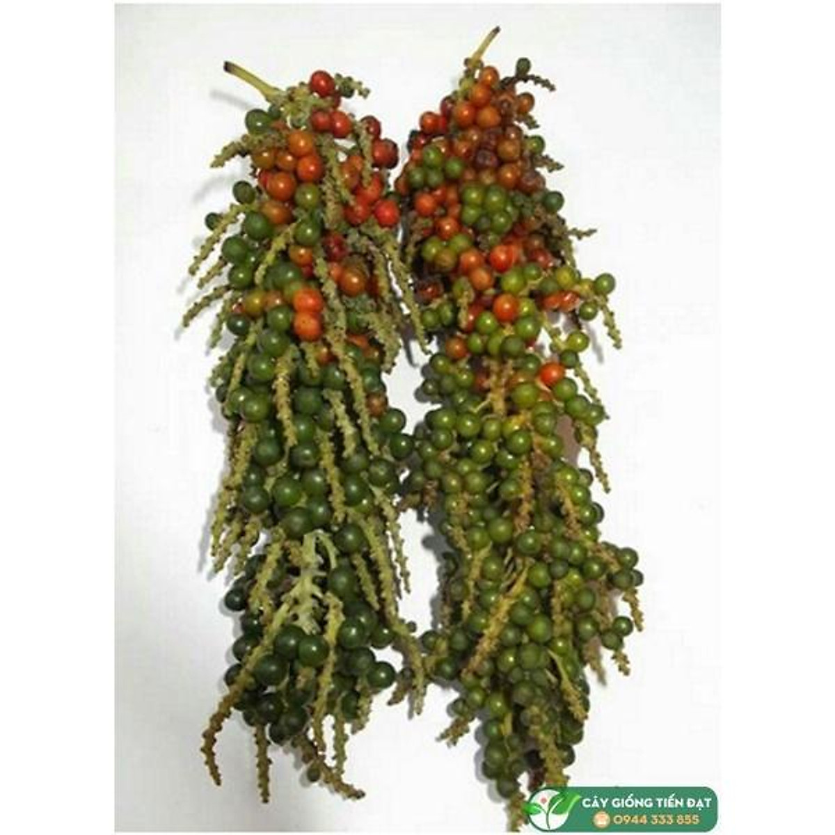 Cây giống hồ tiêu thekken . .
