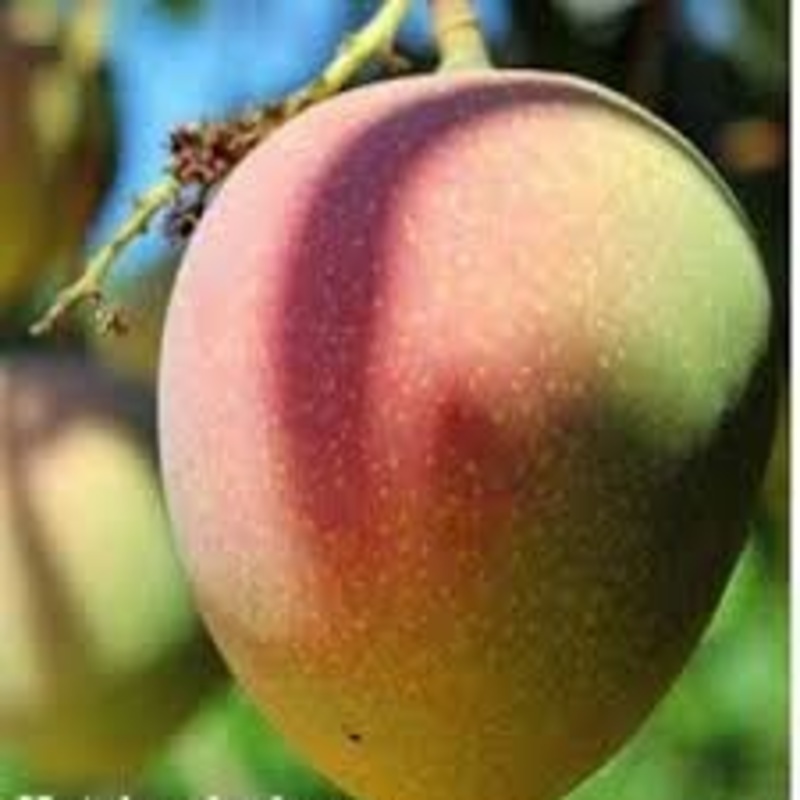 cây giống XOÀI ÚC - Giống chuẩn F1 - Siêu sai quả ngon, ngọt