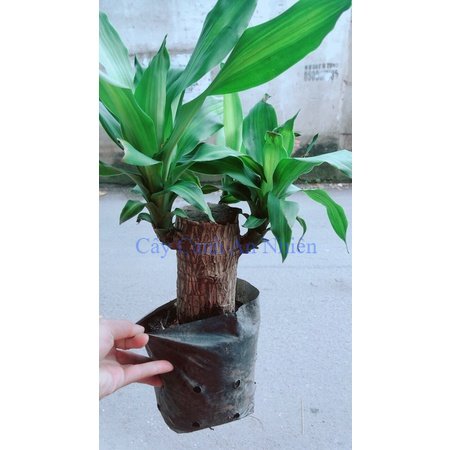 Cây thiết mộc lan