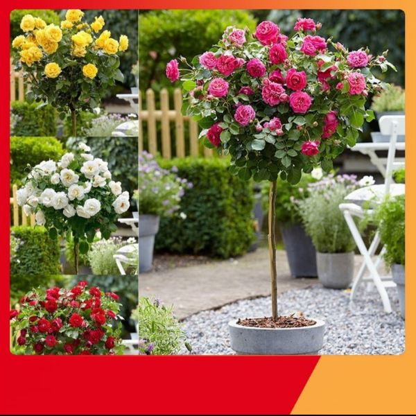 Hạt Giống Hoa Hồng Thân Gỗ Loại 10 hạt