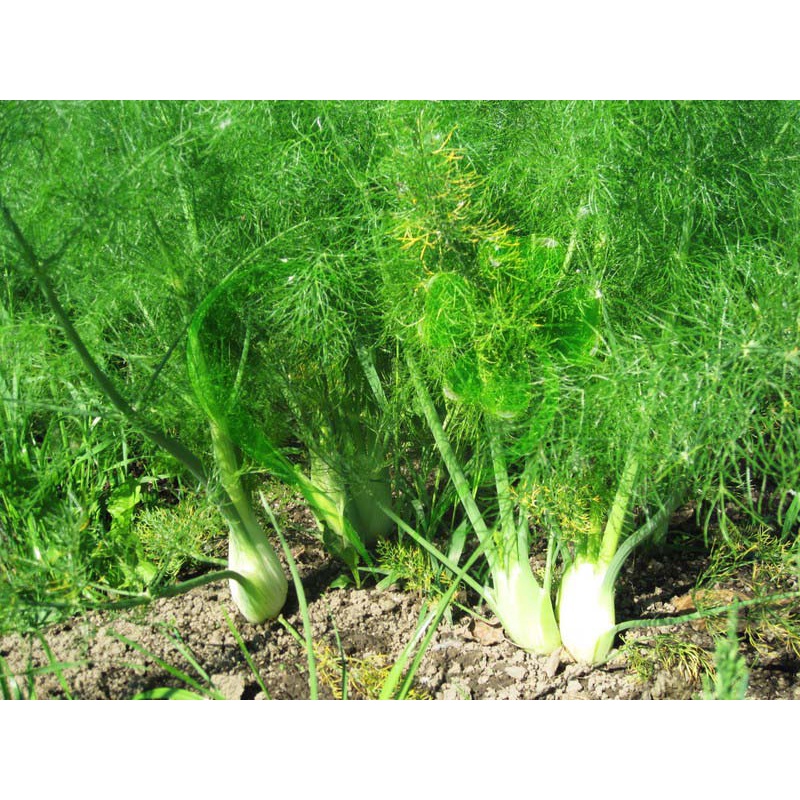 Hạt giống rau THÌ LÀ - gói 5 gram