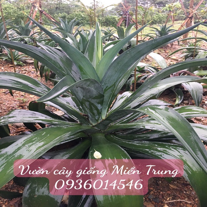 Cây Dứa Nam Mỹ- Dứa cảnh size lớn 80cm