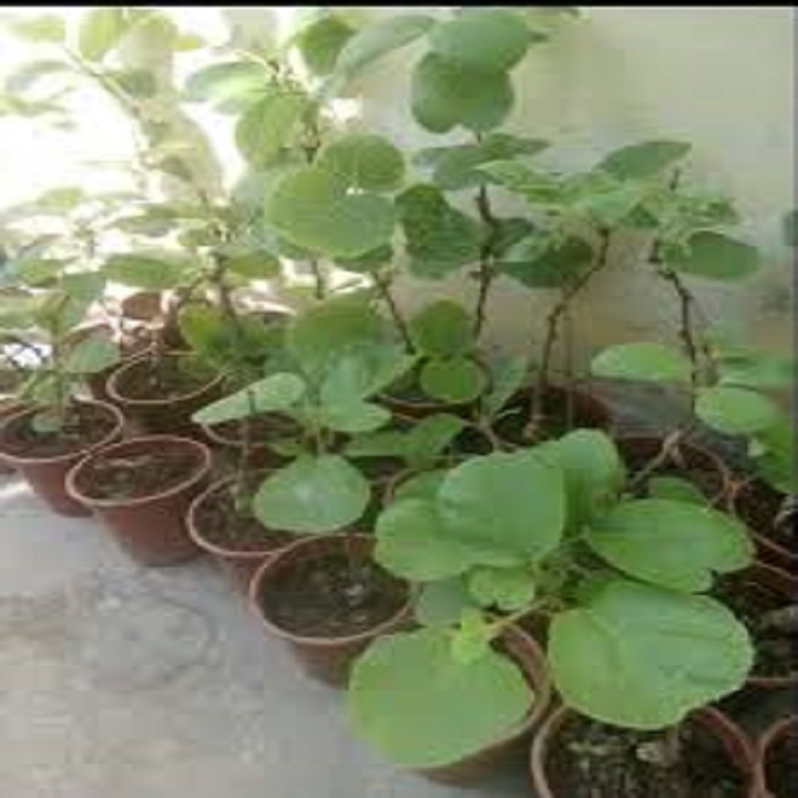 CÂY GIỐNG KIWI LEO GIÀN RUỘT XANH DÒNG QUẢ SỚM, CAM KẾT CHUẨN GIỐNG F1 + (Tặng 3 cây chè xanh)