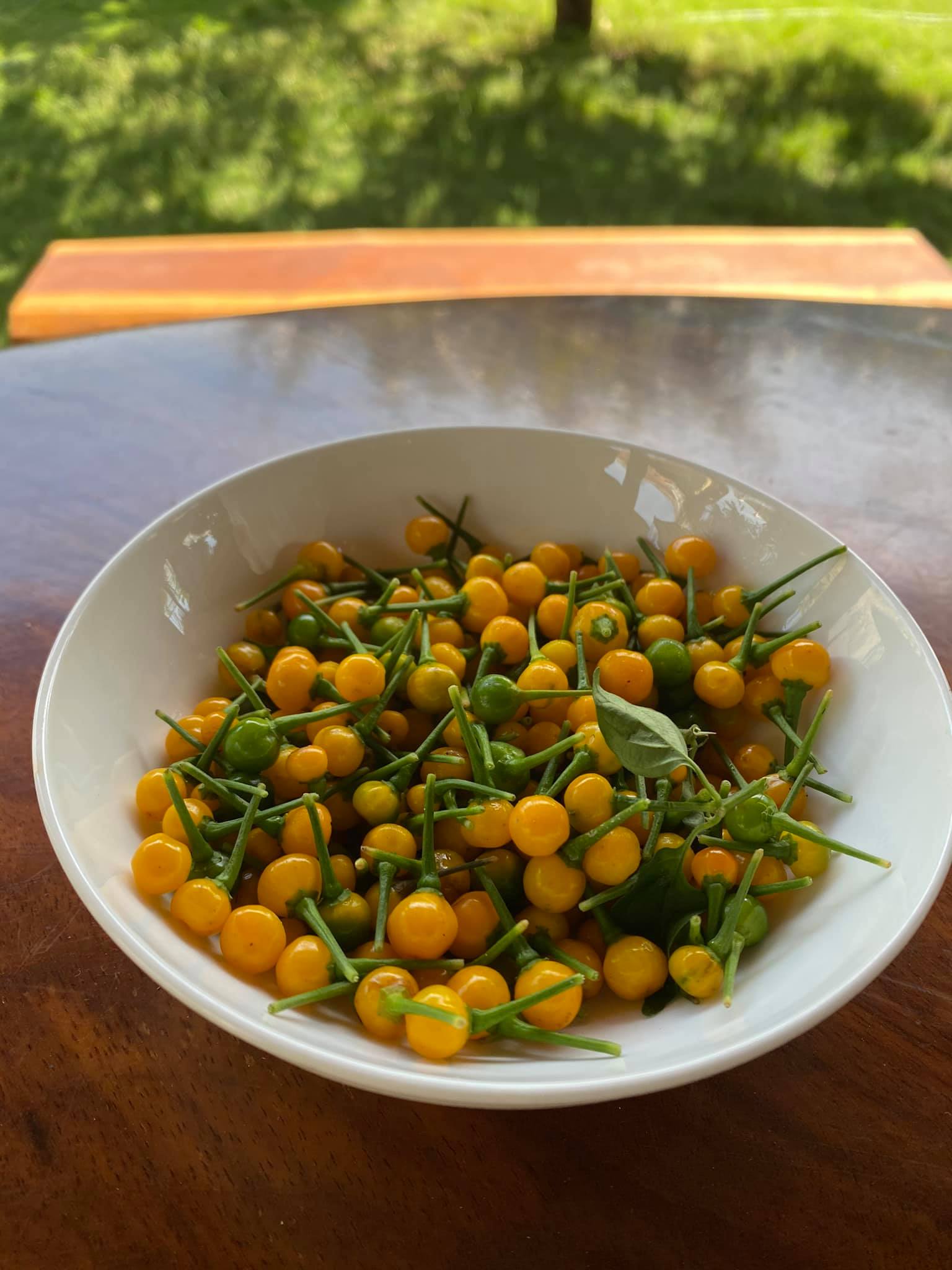 Hạt Giống Ớt Mắc Nhất Thế Giới-(Ớt Peru Aji Charapita) 5 Hạt