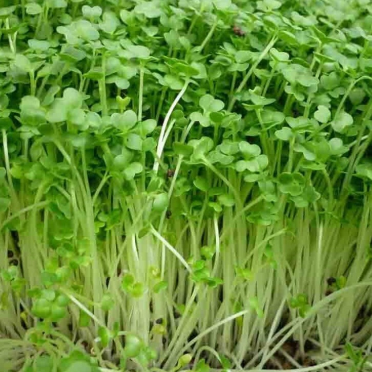 "Gói 50Gr Hạt " Hạt giống Mầm cải xanh Đà Lạt  ( NEW ZEALAND)