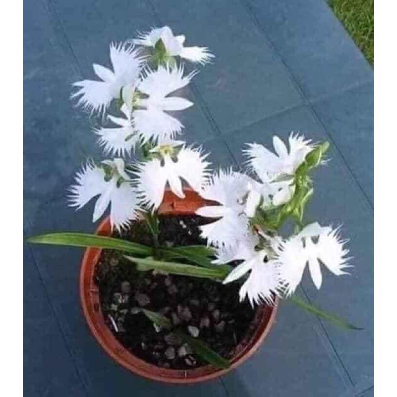 Hoa Lan bạch hạc Hải âu chơi Tết