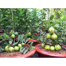 Cây giống ỔI Nữ Hoàng