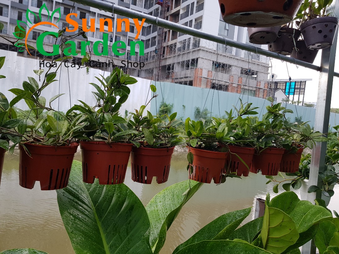 Lan Cẩm Cù ( Hoya Carnosa) - Hoa Lan Chậu Treo