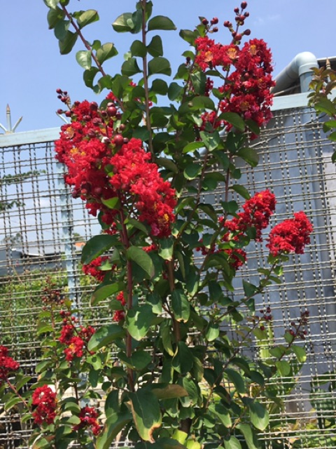 Cây hoa tường Vy màu đỏ đô