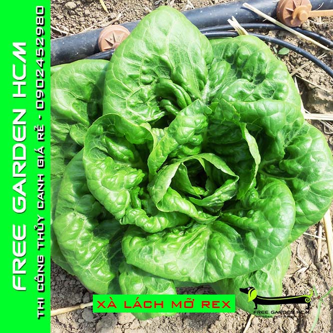 1000 HẠT GIỐNG XÀ LÁCH MỠ ALEXANDRIA/ REX RZ Hà Lan (Bọc Men)