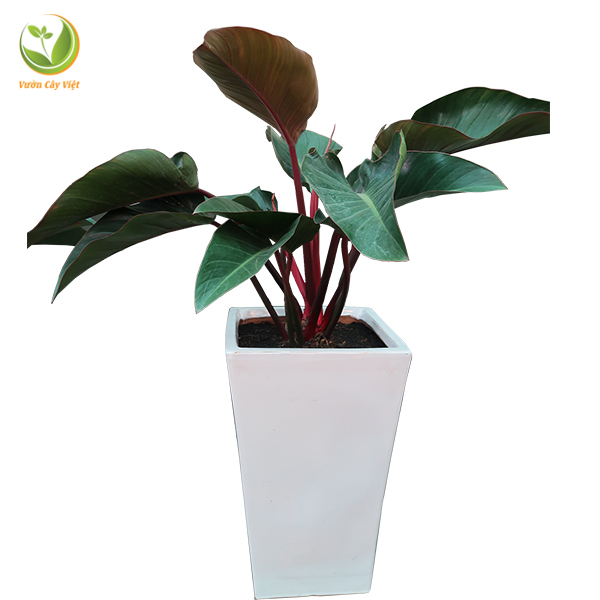 Trầu Bà Đế Vương - cây cảnh trong nhà