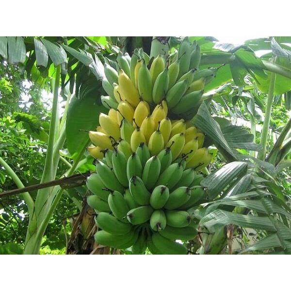 2 Cây giống Chuối Sứ [Hay còn gọi là Chuối Xiêm, chuối Mốc ] (Mới)
