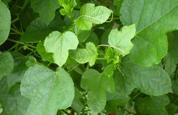Longan Seeds (1 Pack of 30 Seeds)