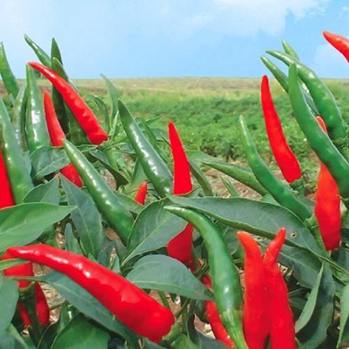 Hạt Giống Ớt Chỉ Thiên Siêu Cay. Túi 30 Hạt Năng Xuất Cao - Rất Dễ Trồng.