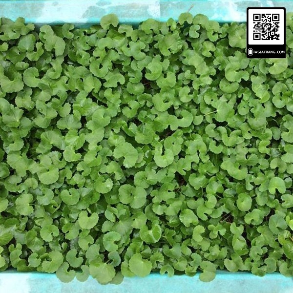 Hạt giống rau má ta
