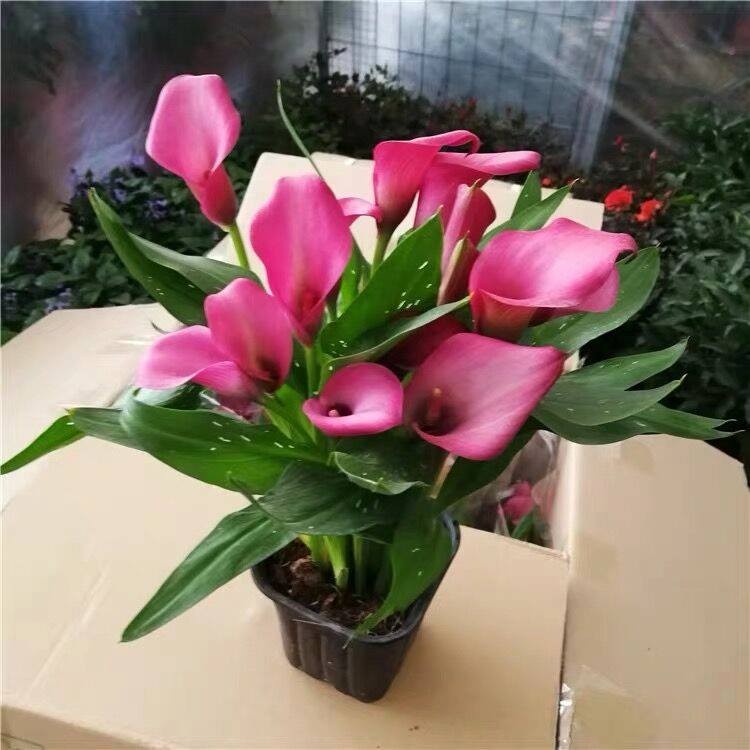 combo 5 củ giống hoa rum đủ màu - củ giống hoa