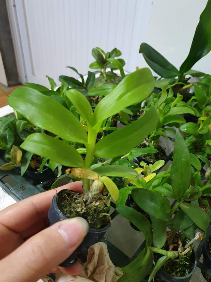 hoa lan phi điệp