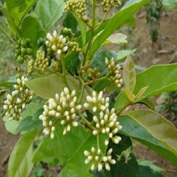 Hạt giống cây xạ đen -100 hạt