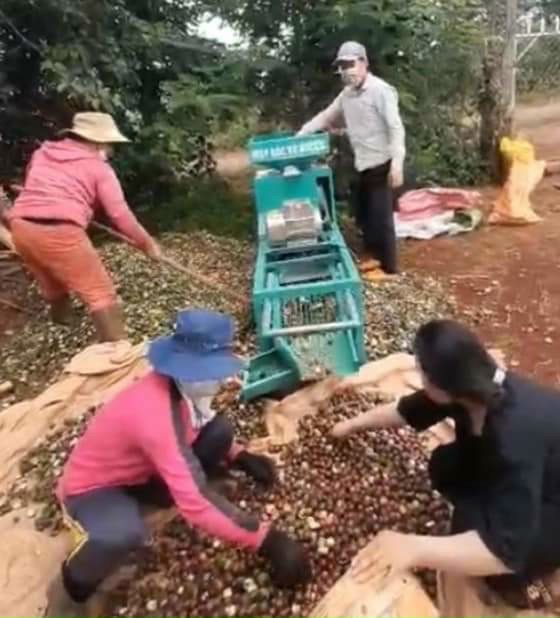 (HÀNG LOẠI 1)1KG HẠT MẮC CA NỨT VỎ DAKLAK, HẠT THƠM BÙI