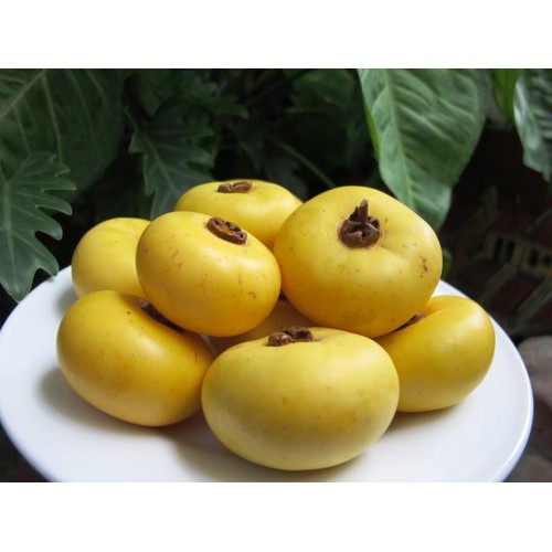cây giống cây thị thơm