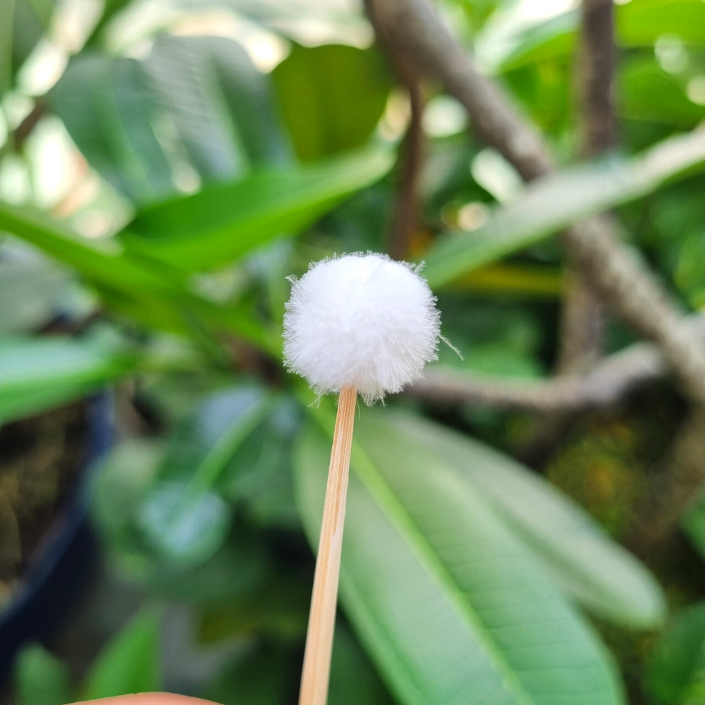 [ ComBo 10 Cây ] Bông se tai lông vịt chuẩn không xù lông