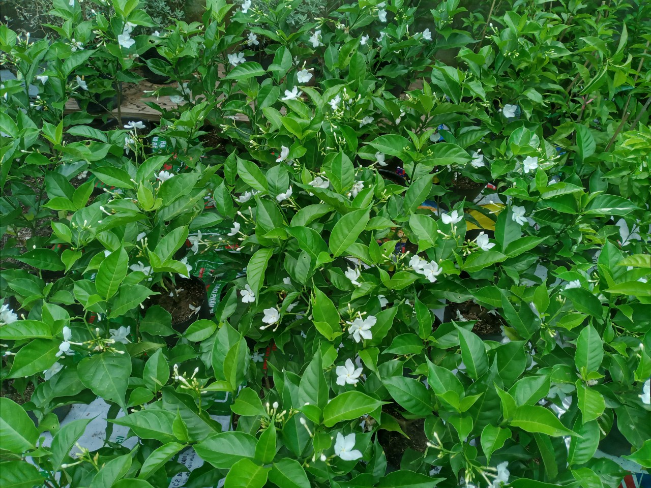 Hoa Lài Tây Hoa Trắng Thơm