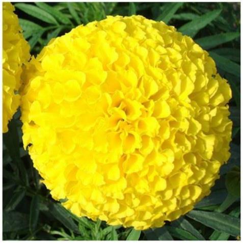 DT02 TRICHO 1kg Nấm trichoderma đối kháng bệnh, Ủ phân vi sinh