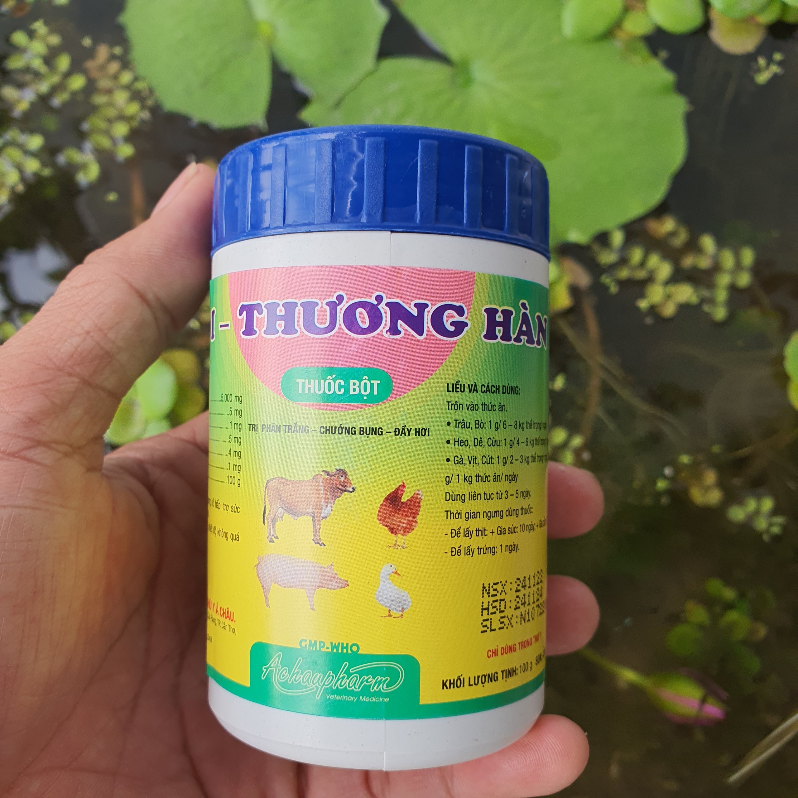 Toi typhoid