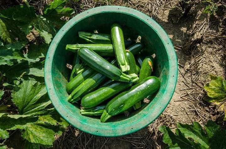 [Lấy mã giảm thêm 30%] Gói Hạt Giống Bí Zucchini (Bí Ngòi Xanh)