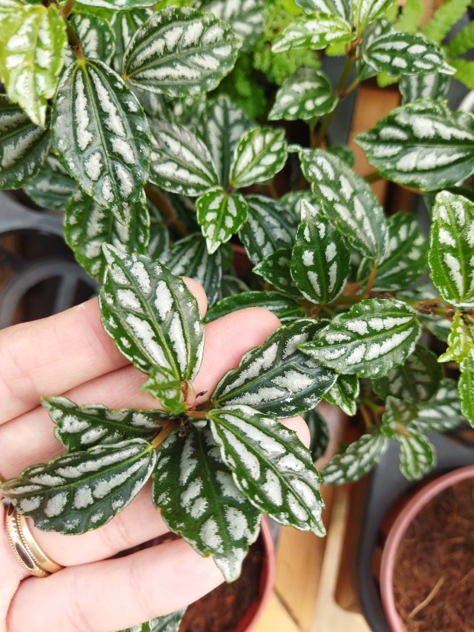 Cây Kim Tuyến - Cây Sọc Dưa - Peperomia