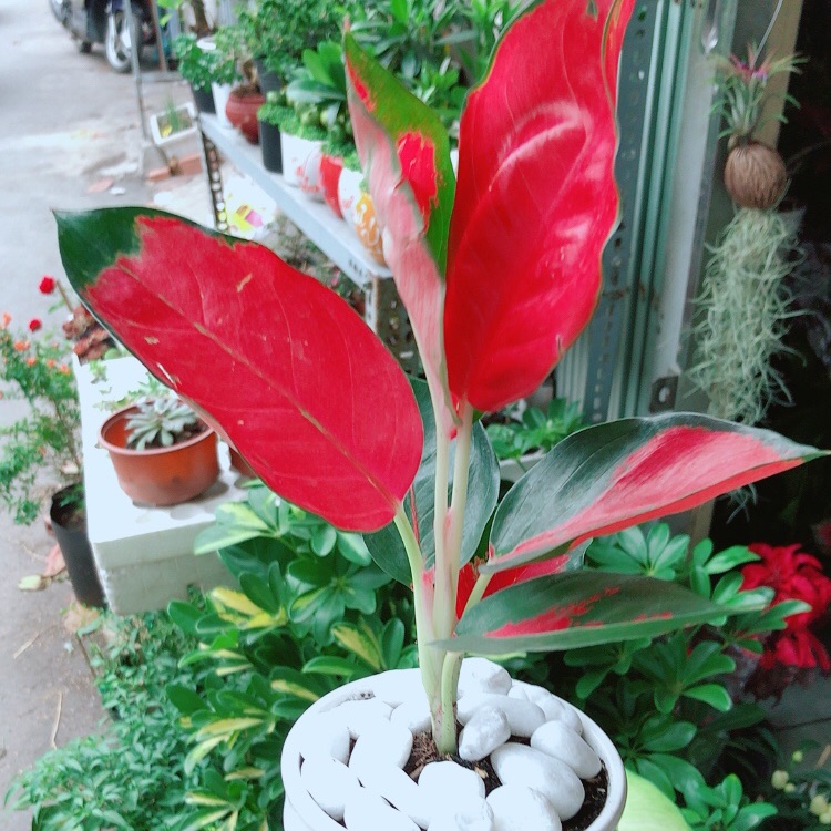 Chậu cây phú quý đỏ