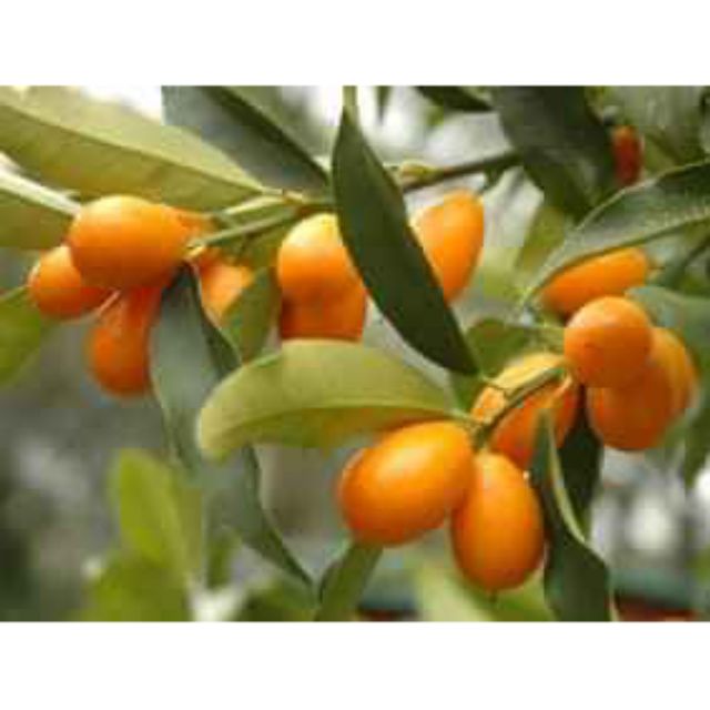 Cây Quất Ngọt
