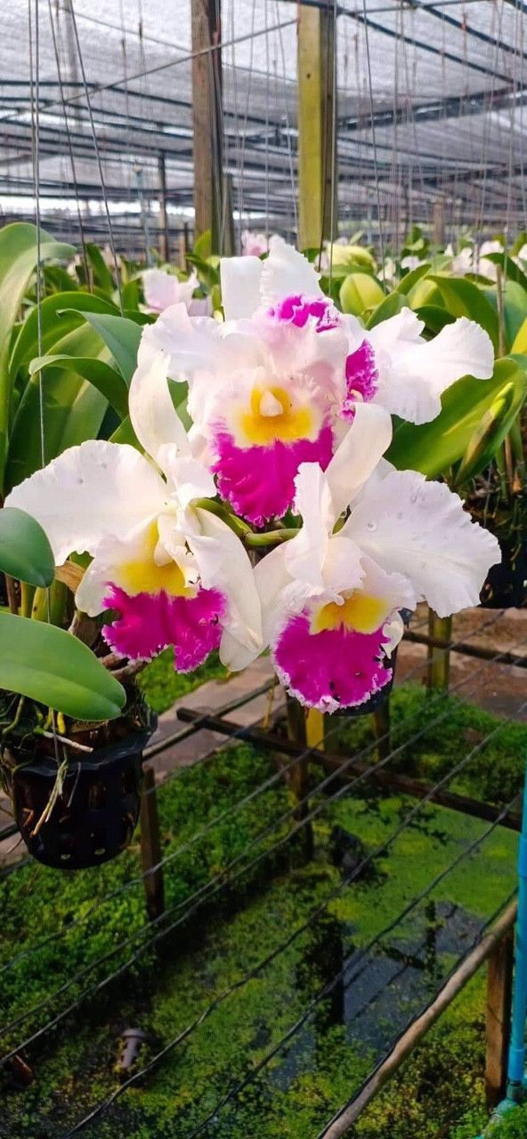 LAN CATTLEYA CÂY GIỐNG NHIỀU MÀU