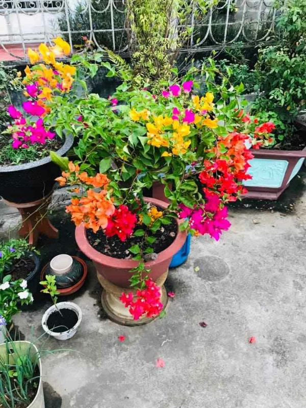 Cây Giống Hoa Giấy Mix Màu